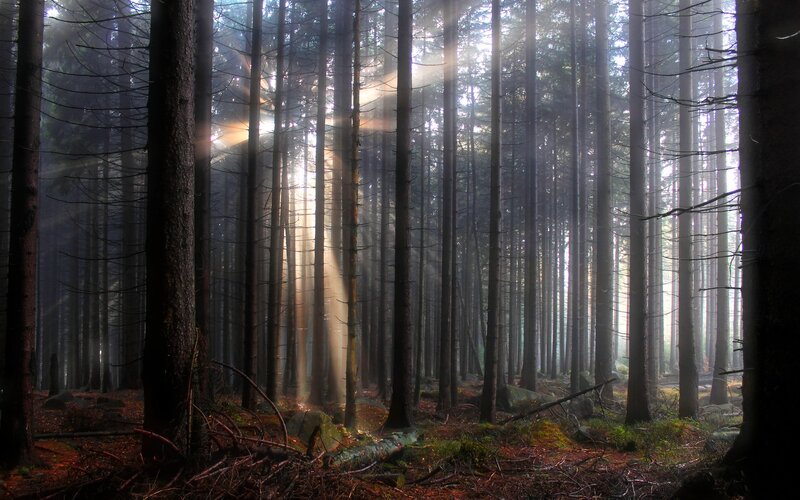 Sunlight Through Forest — Brown, Serene