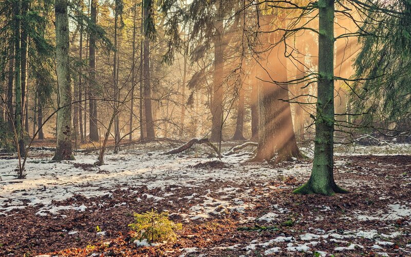 Sunlight Through Forest — Brown, Serene, Winter, Photograph, Trees