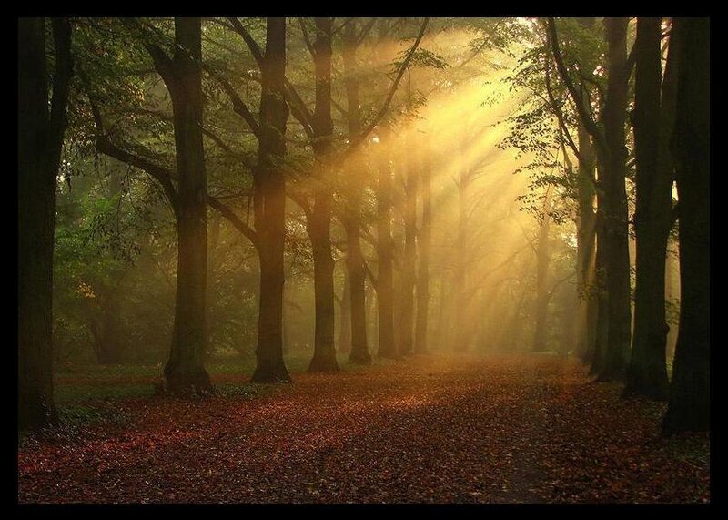 Sunlight Through Forest — Brown