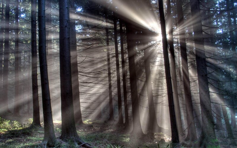 Sunlight Through Forest — Brown, White