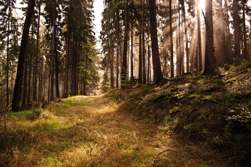 Sunlight Through Forest — Brown, Yellow
