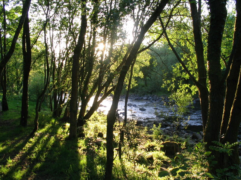 Sunlight through forest by river