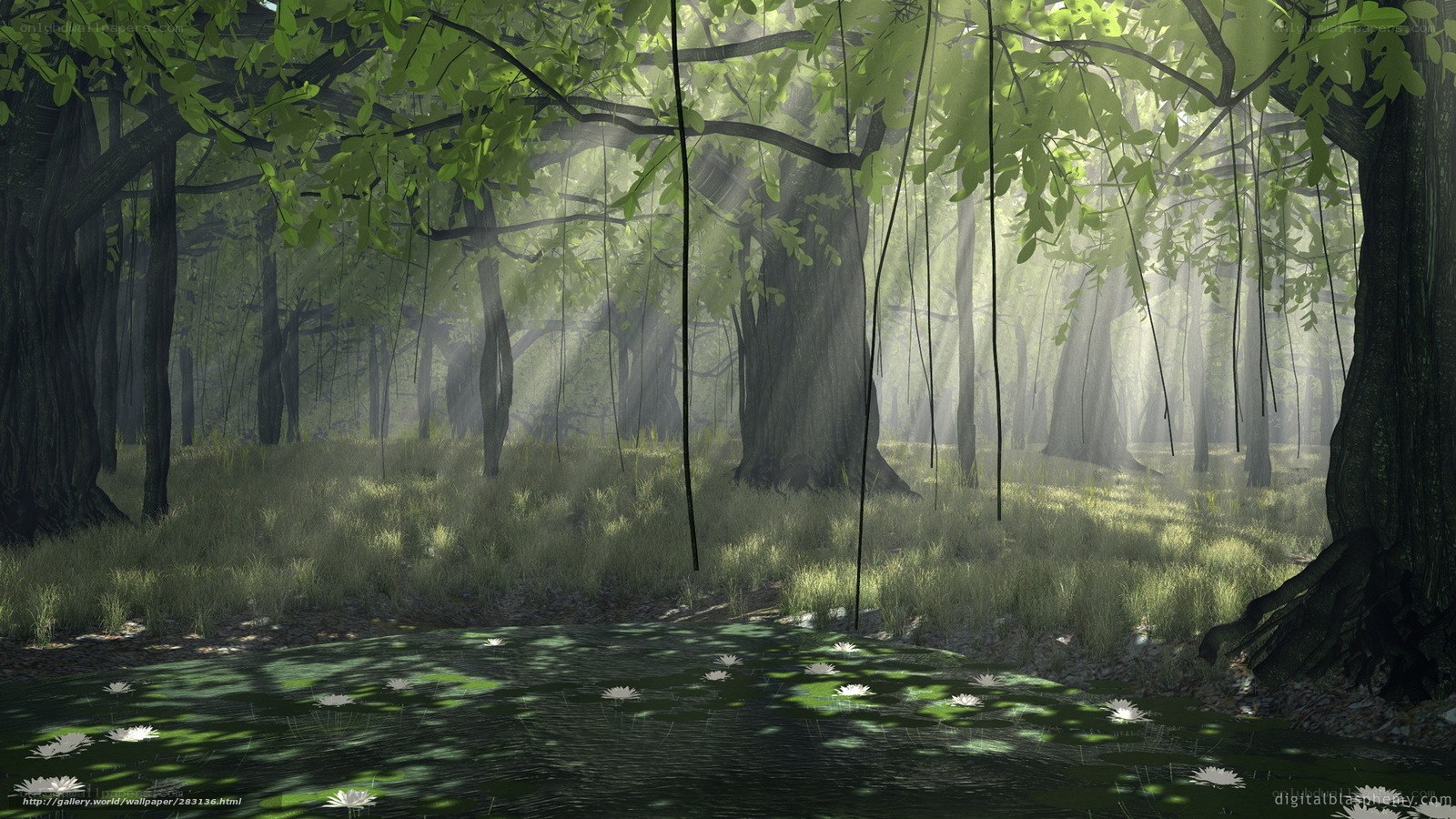 Sunlight through forest canopy