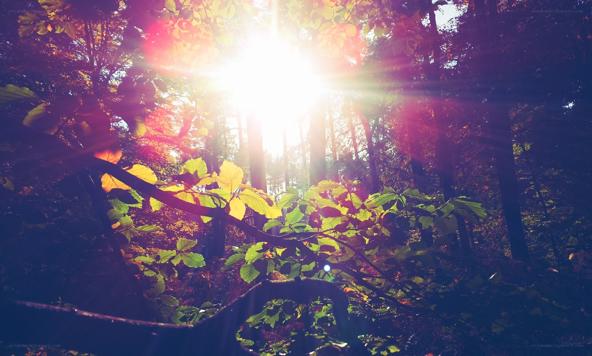 Sunlight through forest canopy