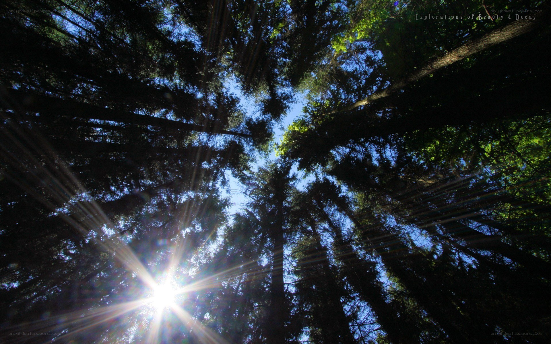 Sunlight through forest canopy