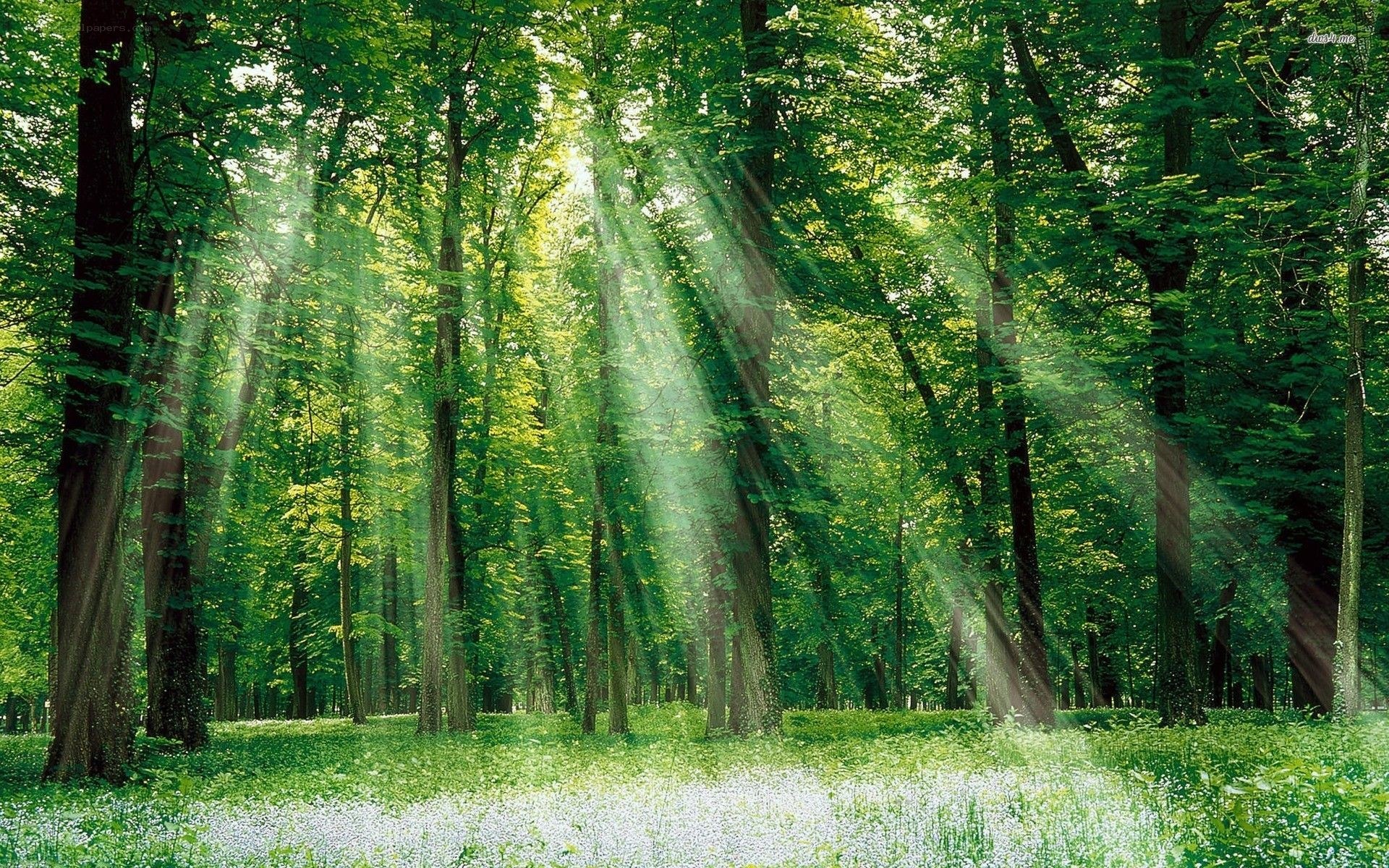 Sunlight through forest canopy