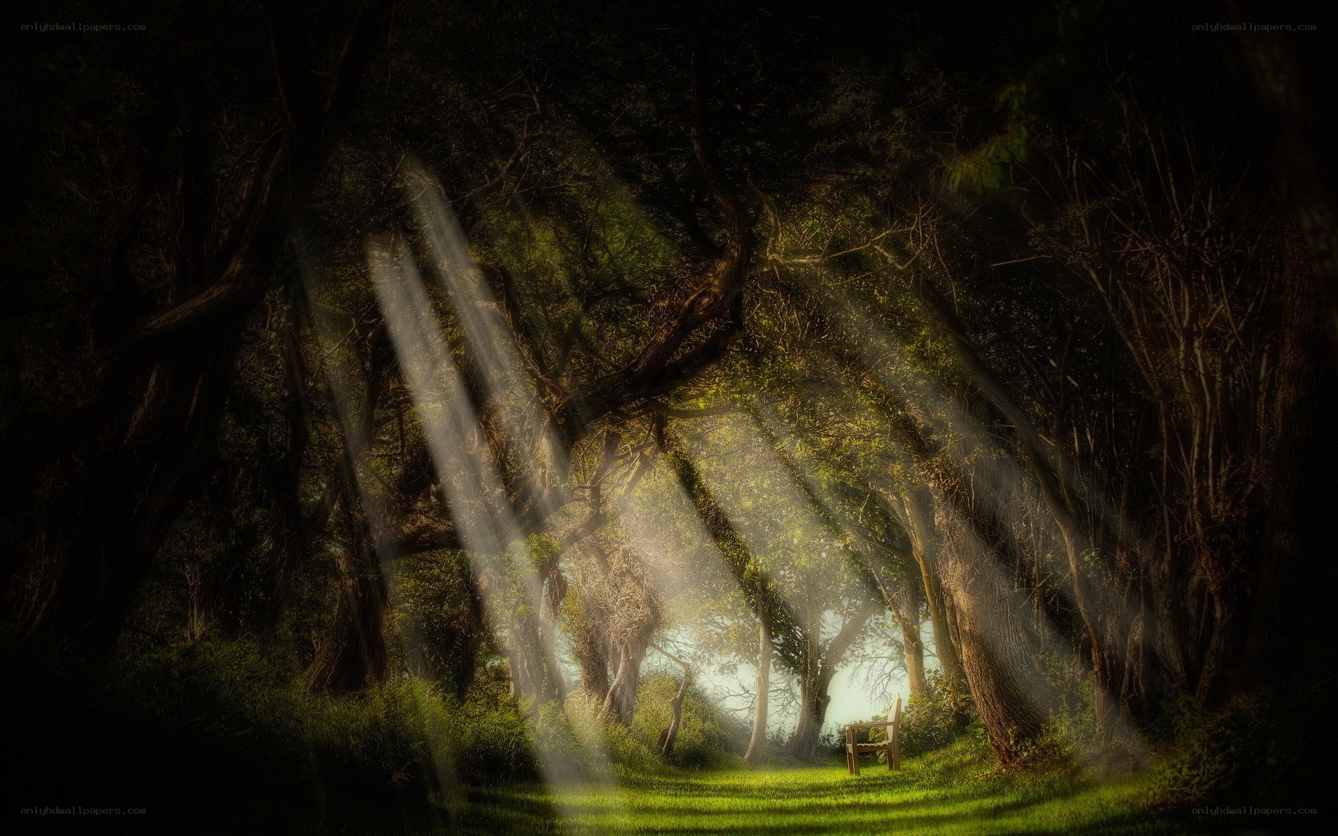 Sunlight through forest canopy