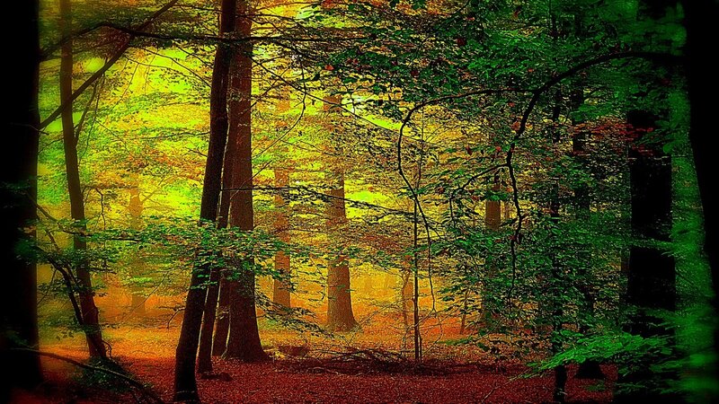 Sunlight through forest canopy