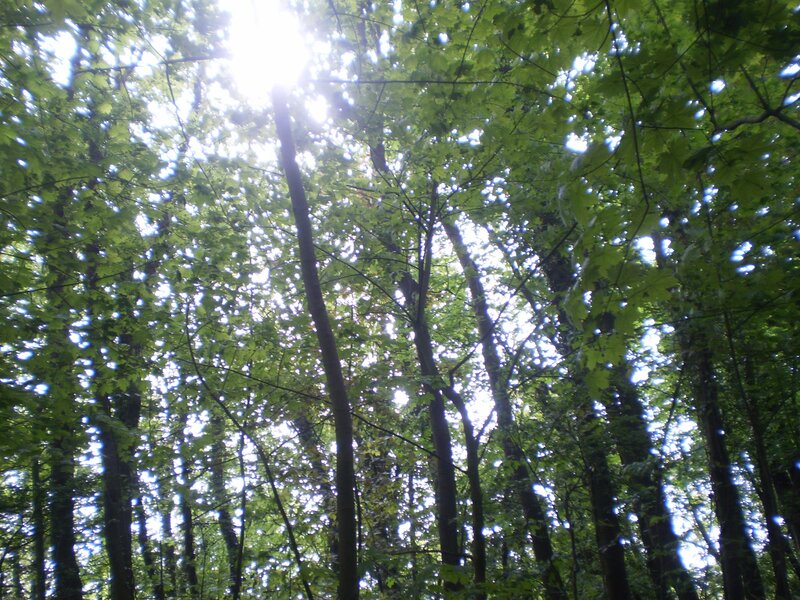 Sunlight through forest canopy