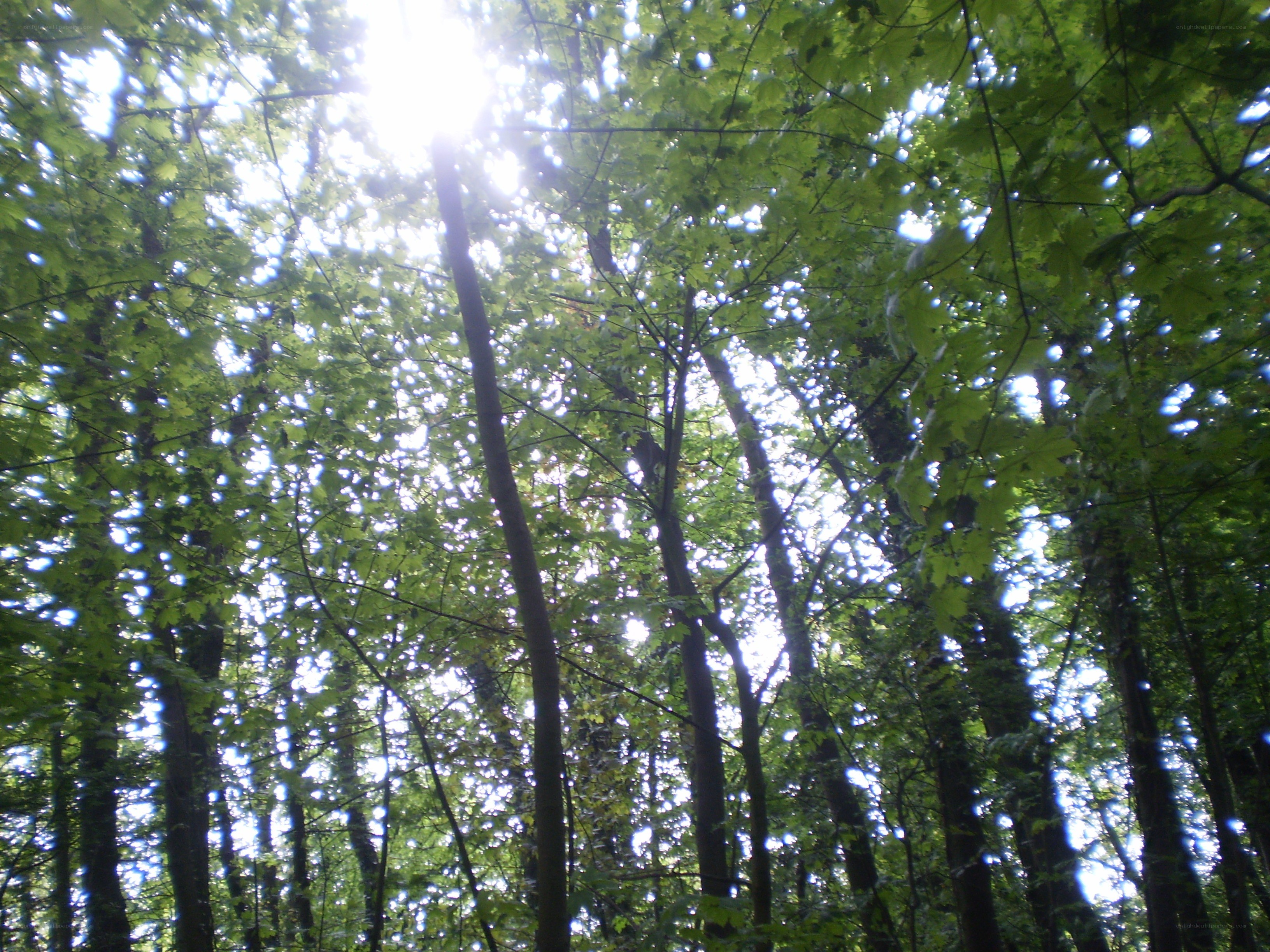 Sunlight through forest canopy