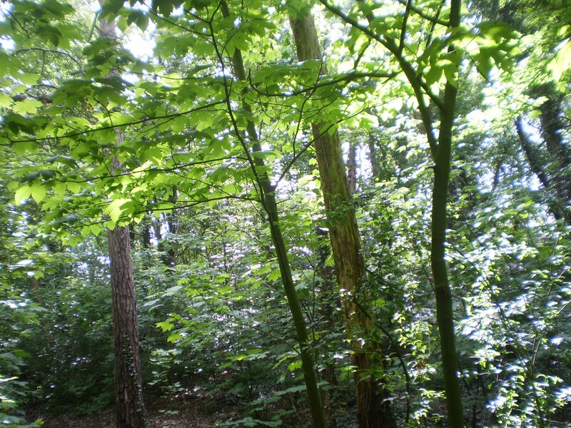 Sunlight through forest canopy