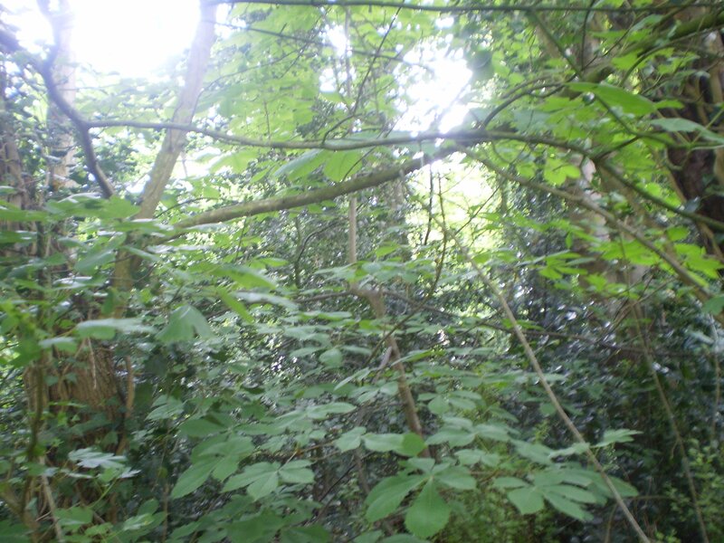 sunlight through forest canopy