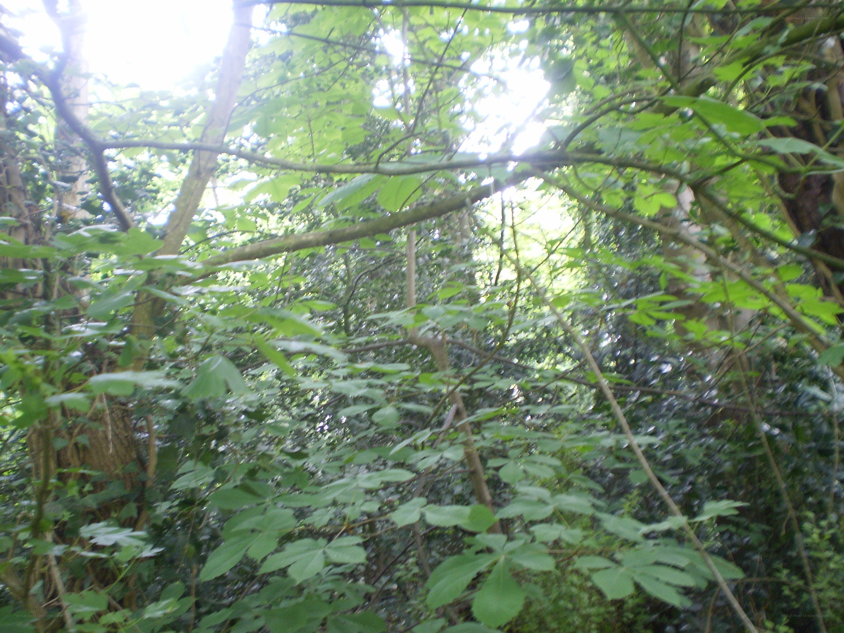 sunlight through forest canopy