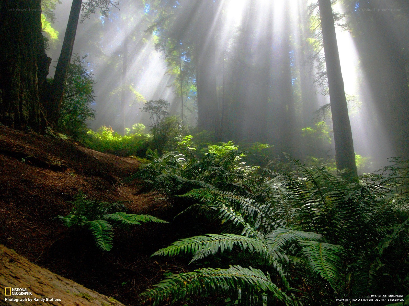 Sunlight through forest canopy
