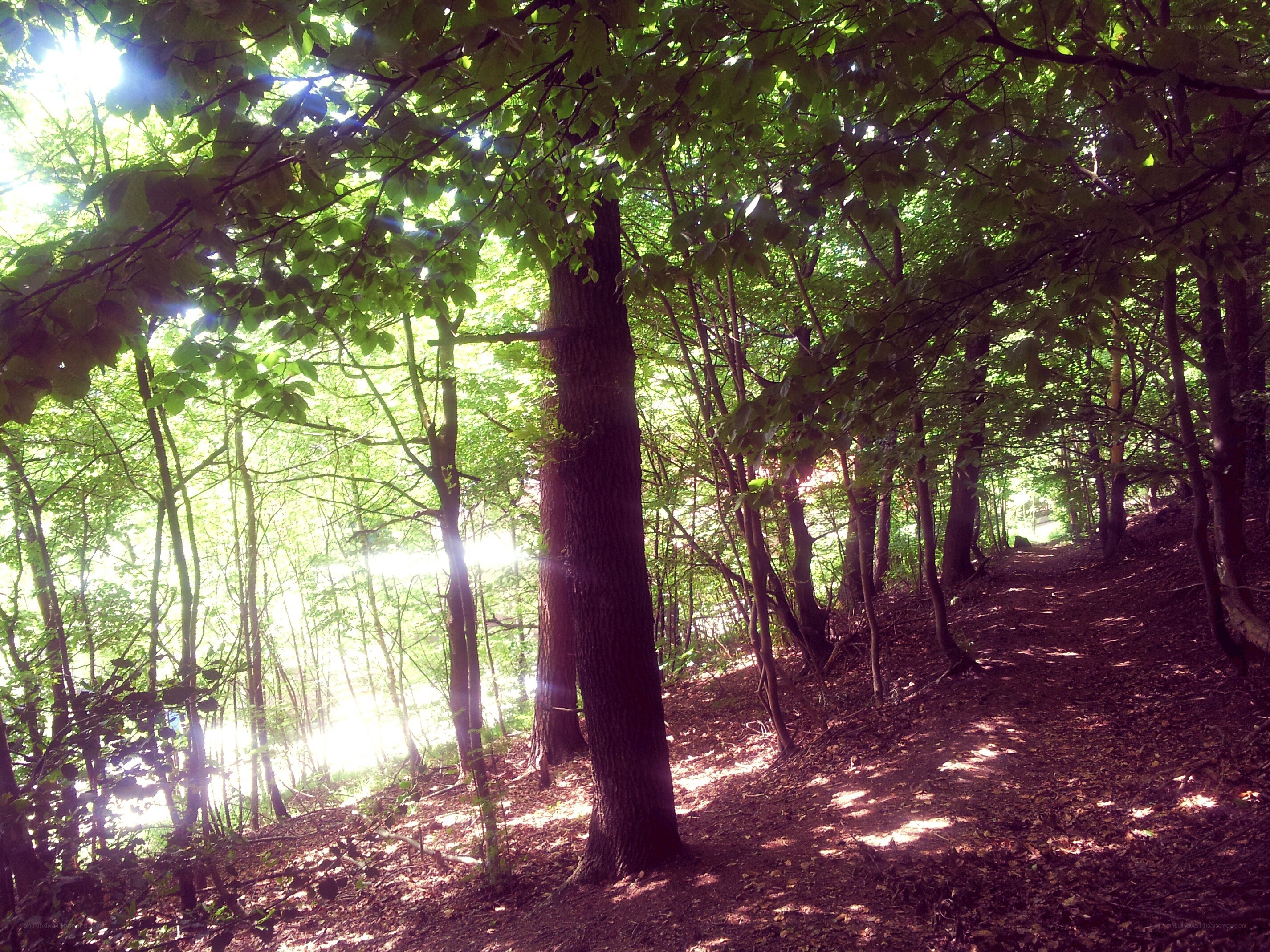 Sunlight through forest canopy