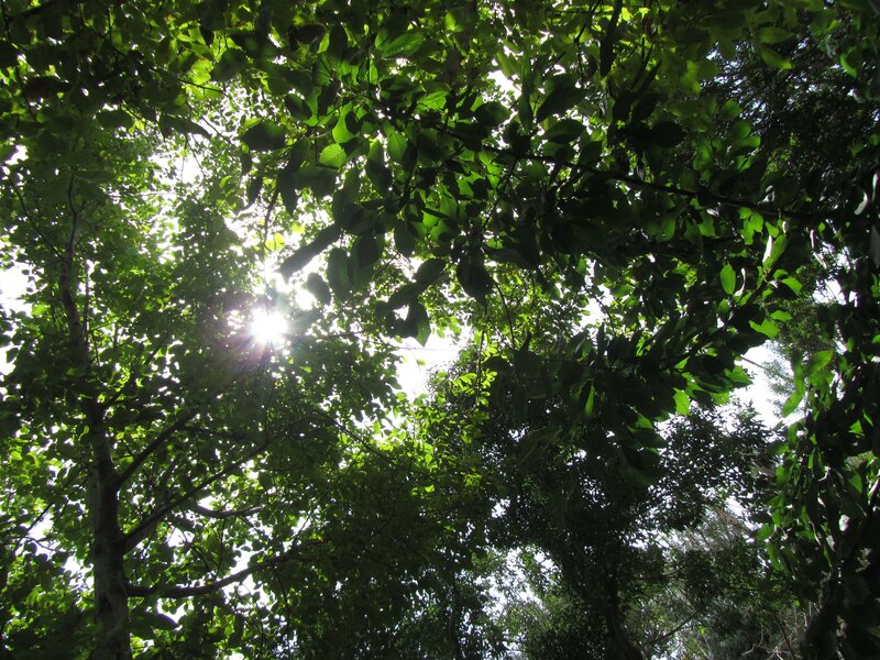Sunlight through forest canopy