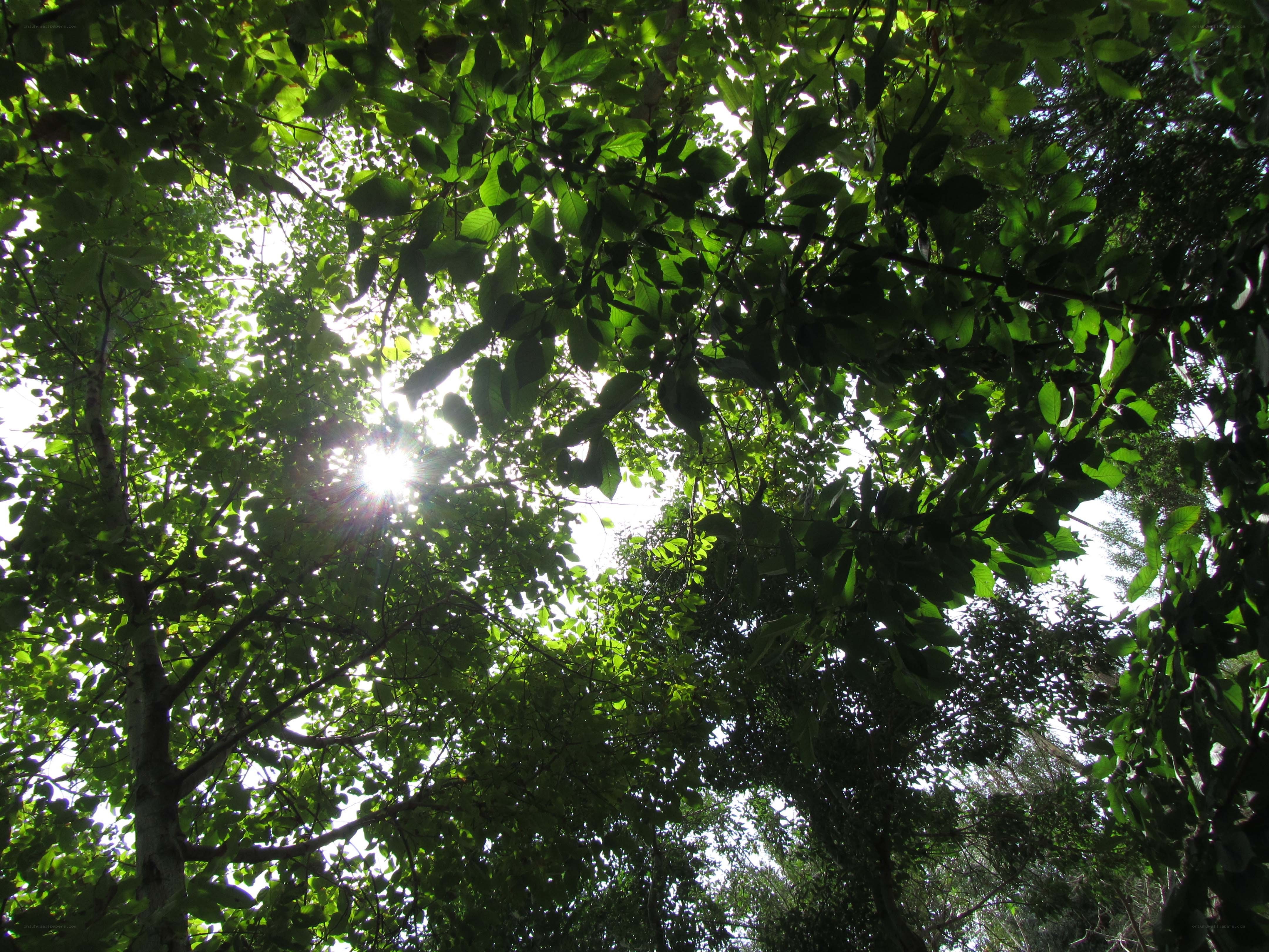 Sunlight through forest canopy