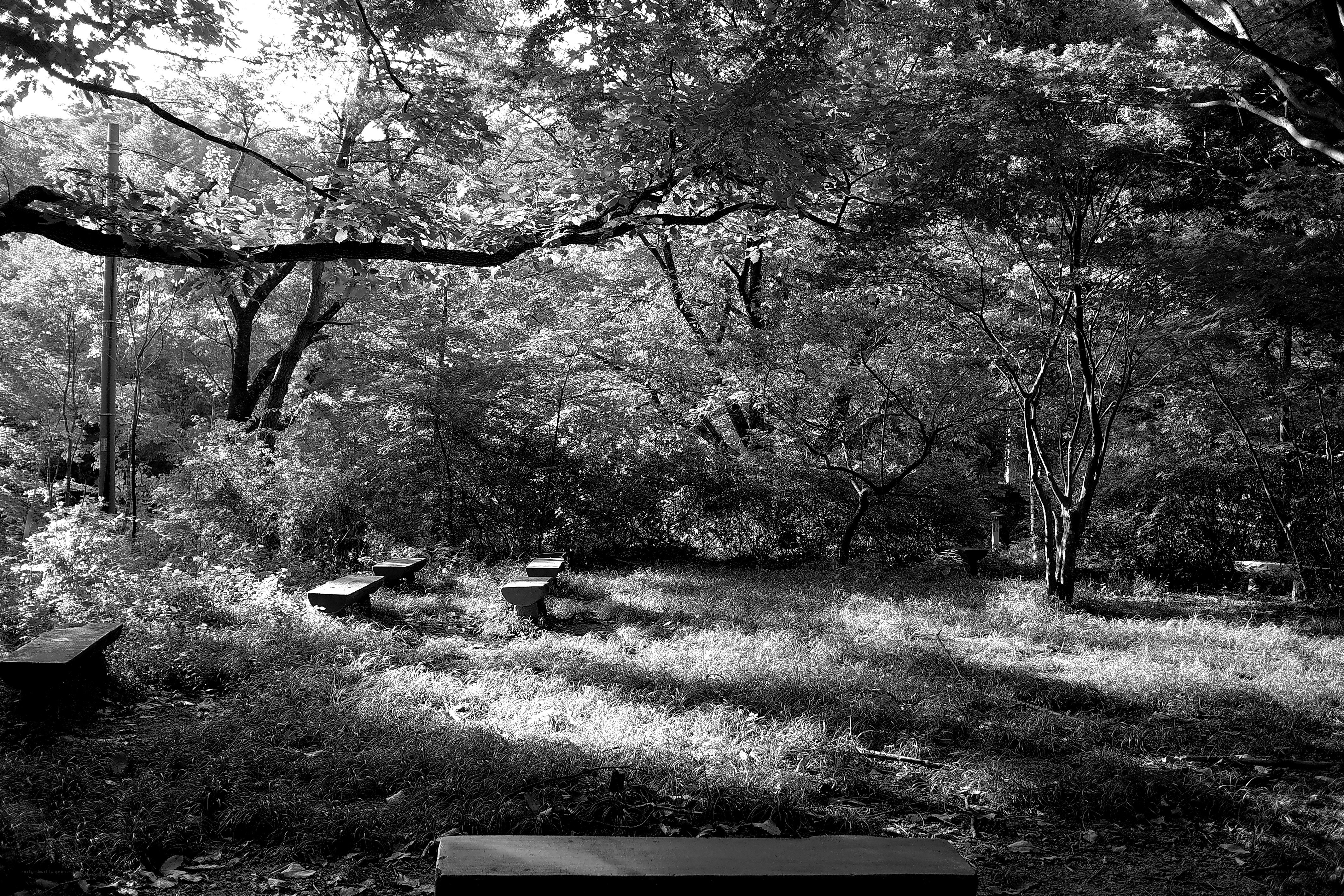 Sunlight through forest canopy
