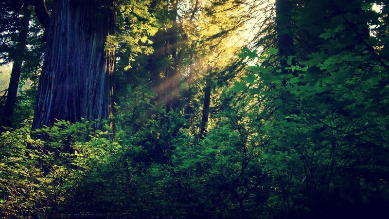 Sunlight through forest canopy