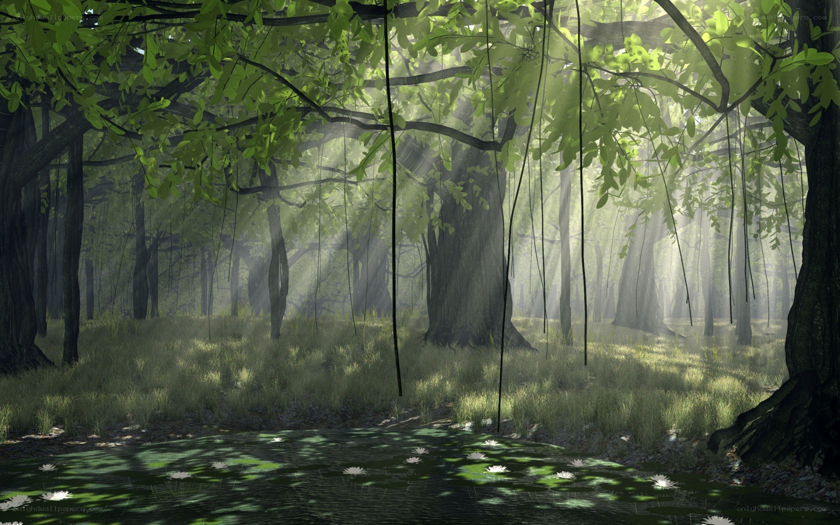 Sunlight through forest canopy