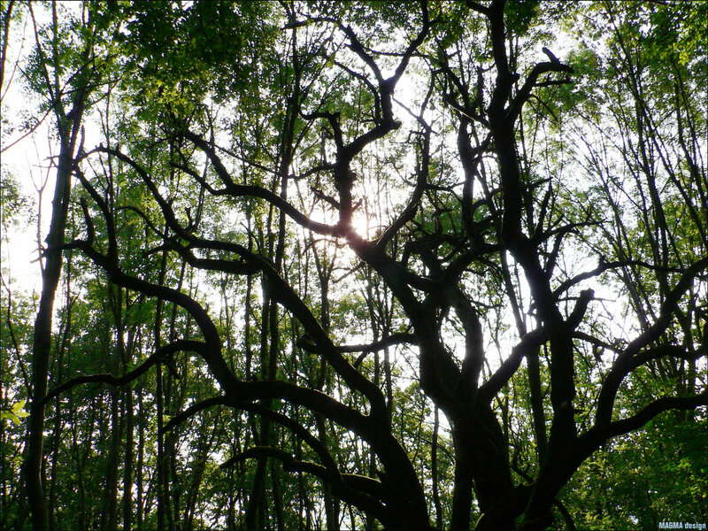 Sunlight through forest canopy