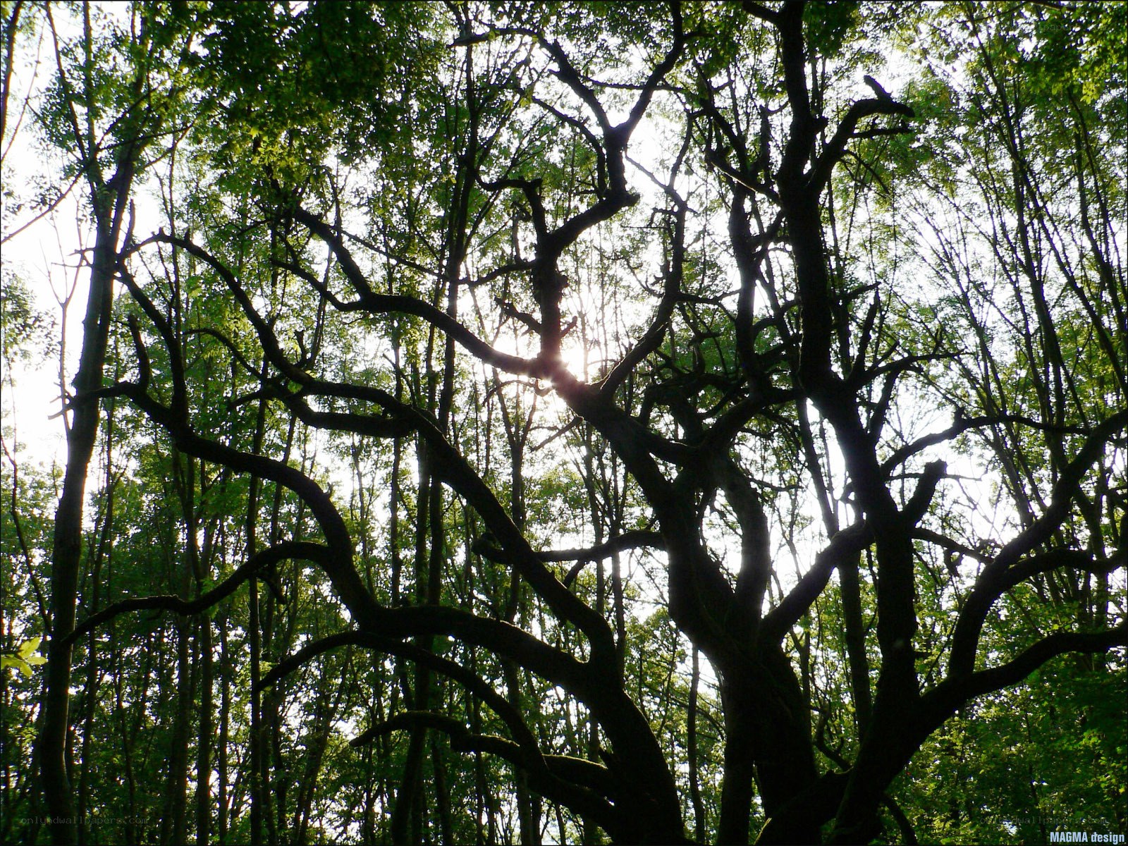Sunlight through forest canopy
