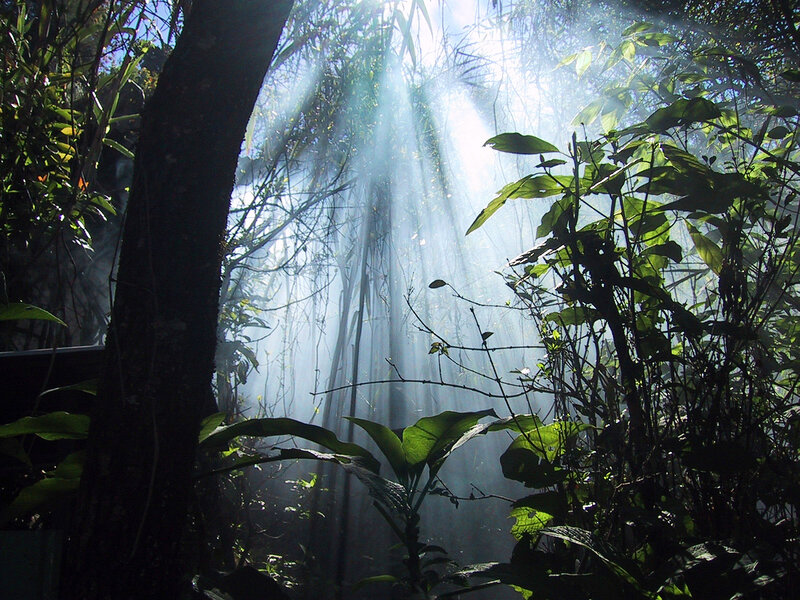 Sunlight through forest canopy