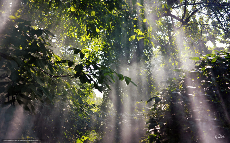 Sunlight through forest canopy