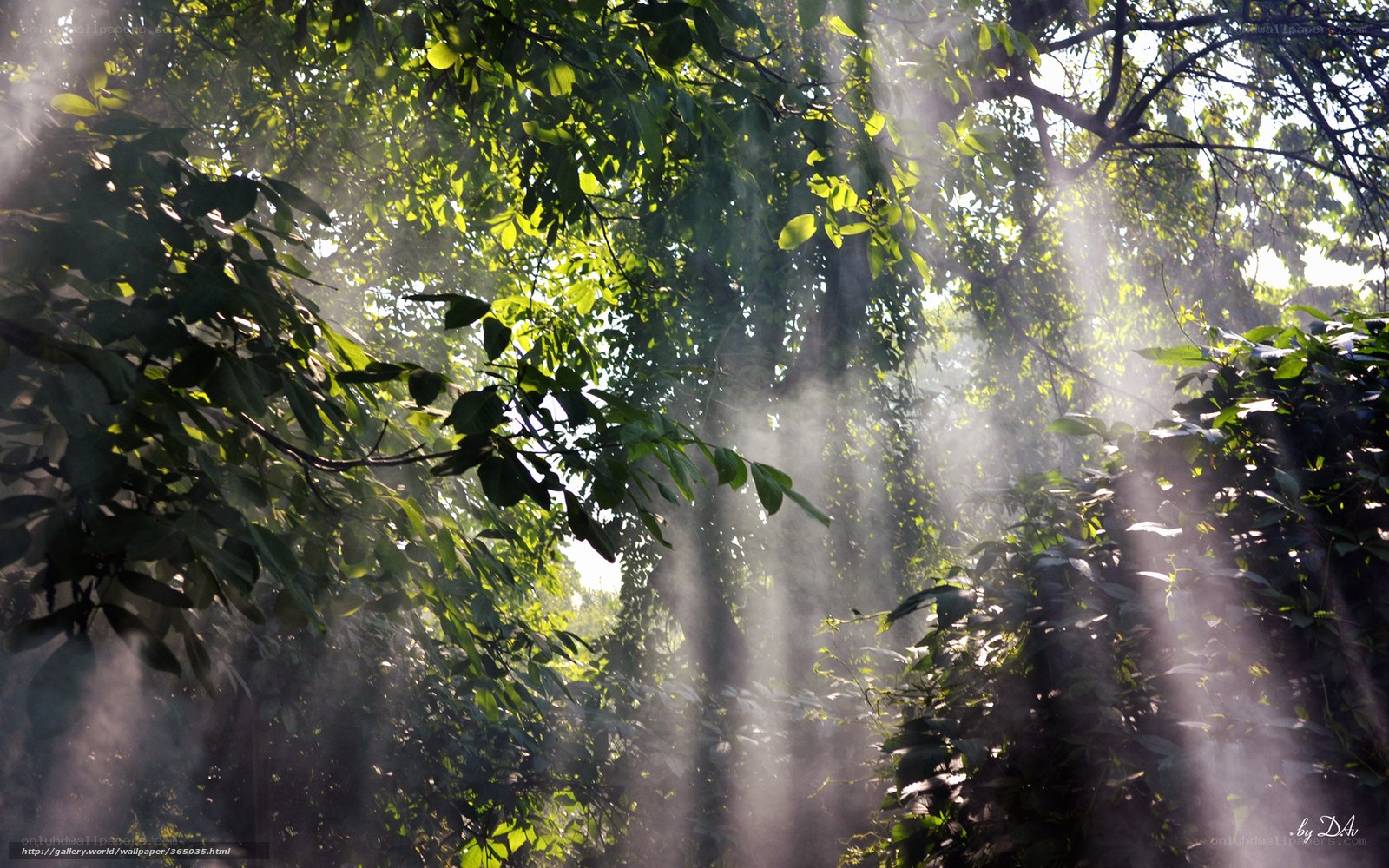 Sunlight through forest canopy