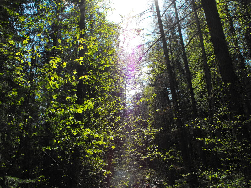 Sunlight through forest canopy