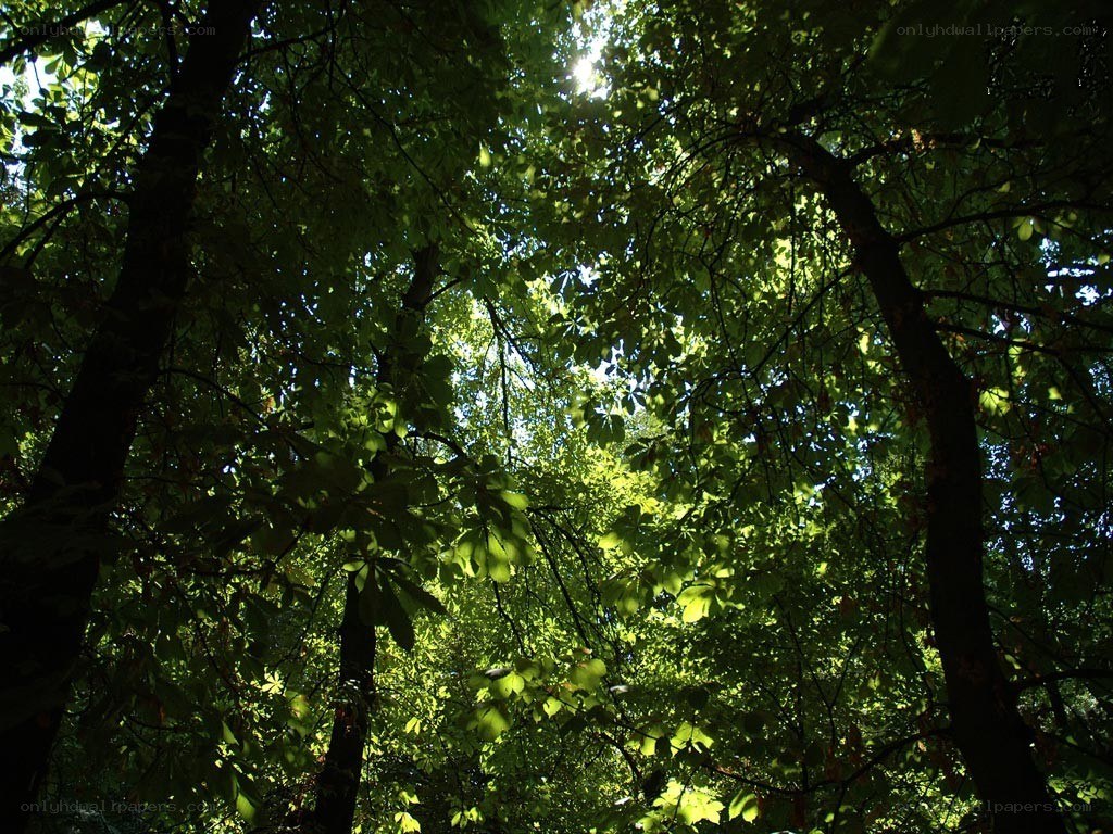 sunlight through forest canopy