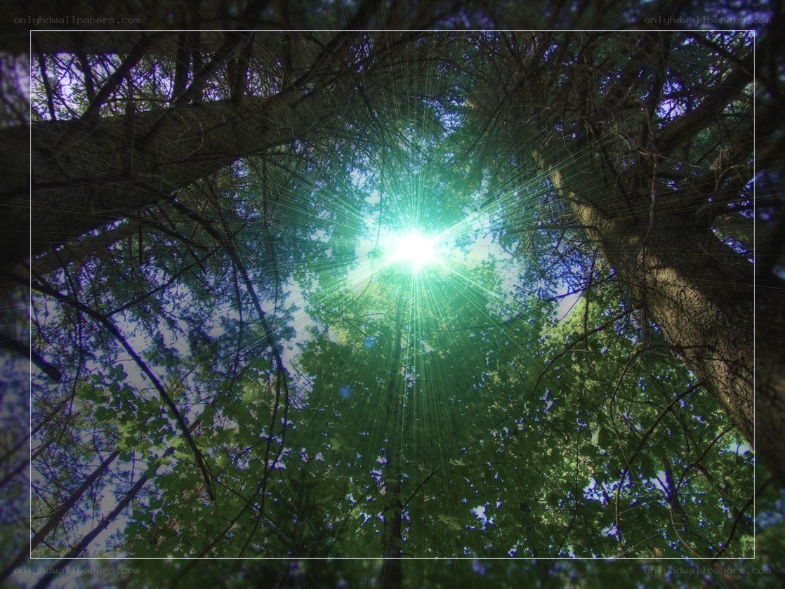Sunlight through forest canopy