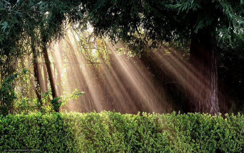 Sunlight through forest canopy