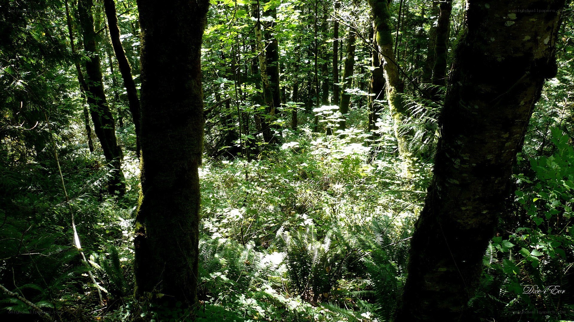 Sunlight through forest canopy