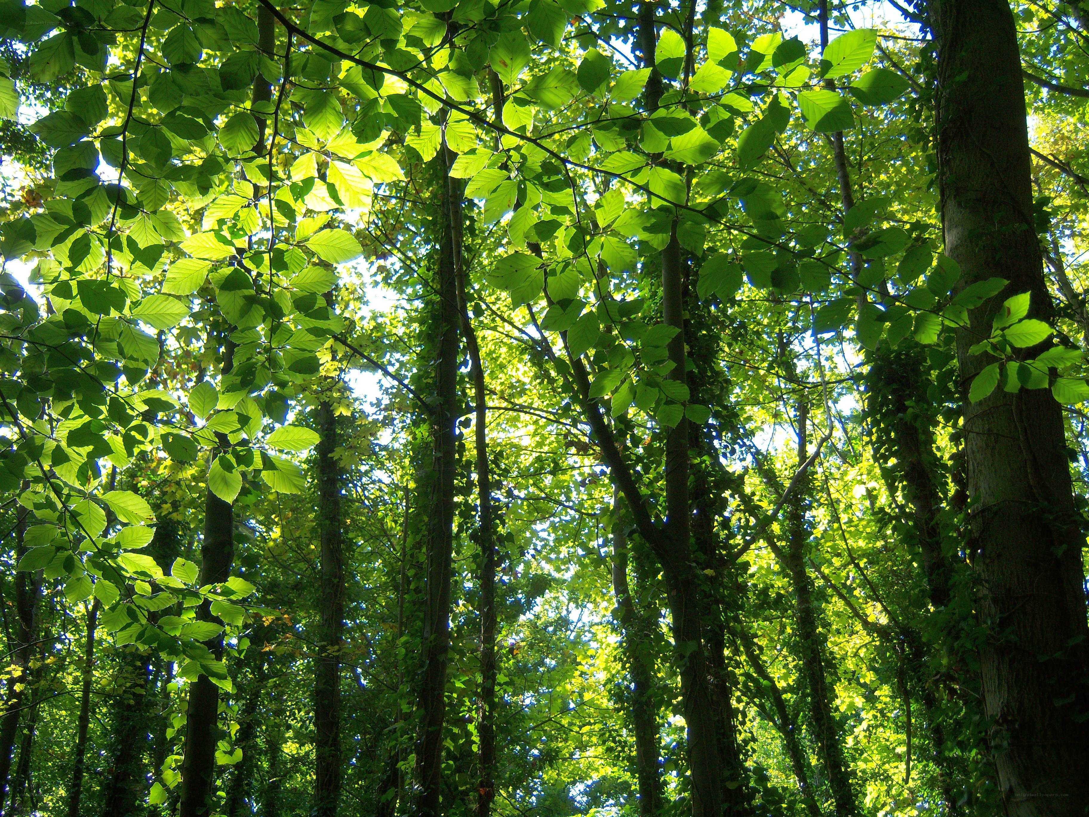 Sunlight through forest canopy