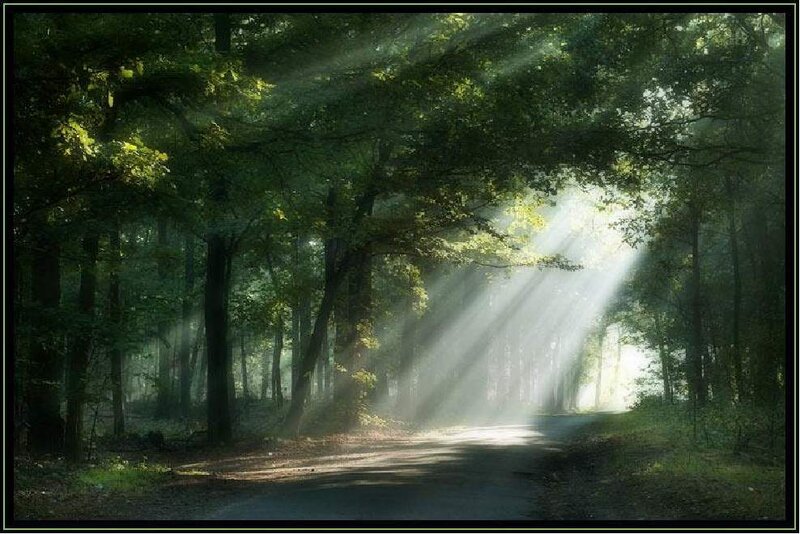 Sunlight through forest canopy