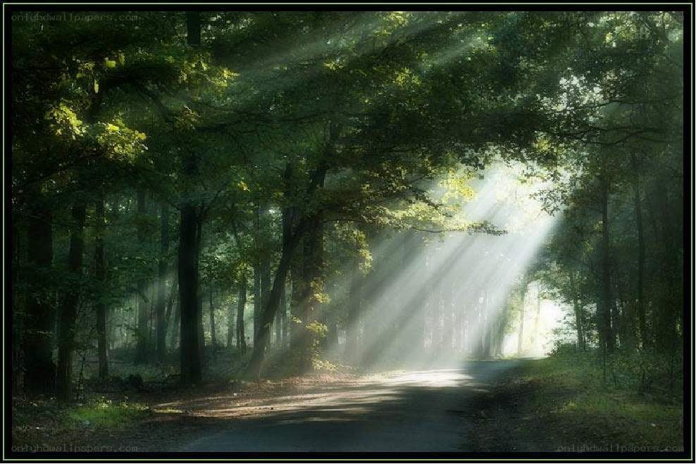 Sunlight through forest canopy