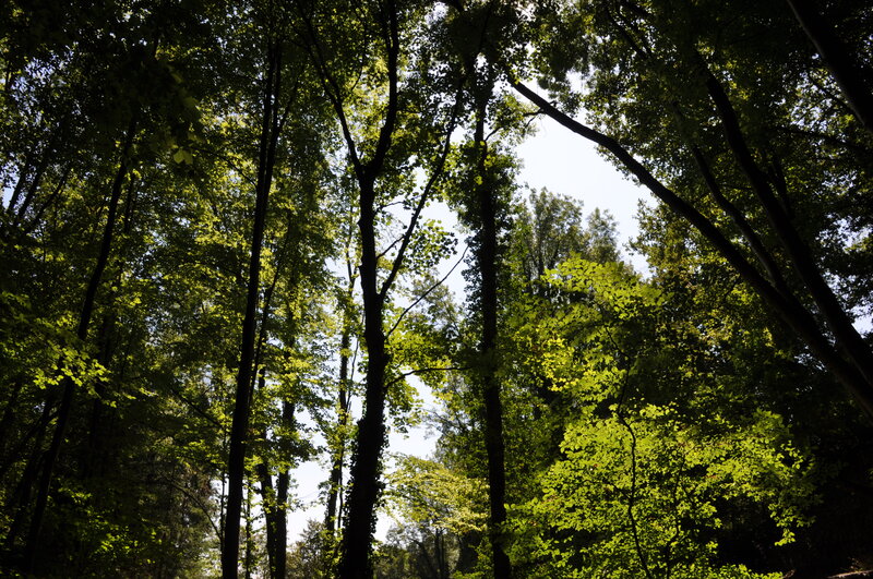 Sunlight through forest canopy