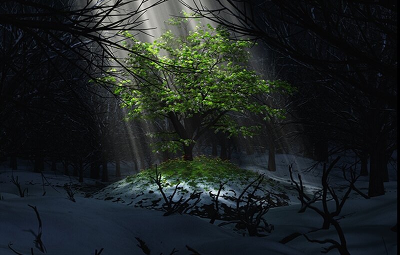 Sunlight through forest canopy