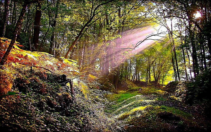 Sunlight through forest canopy