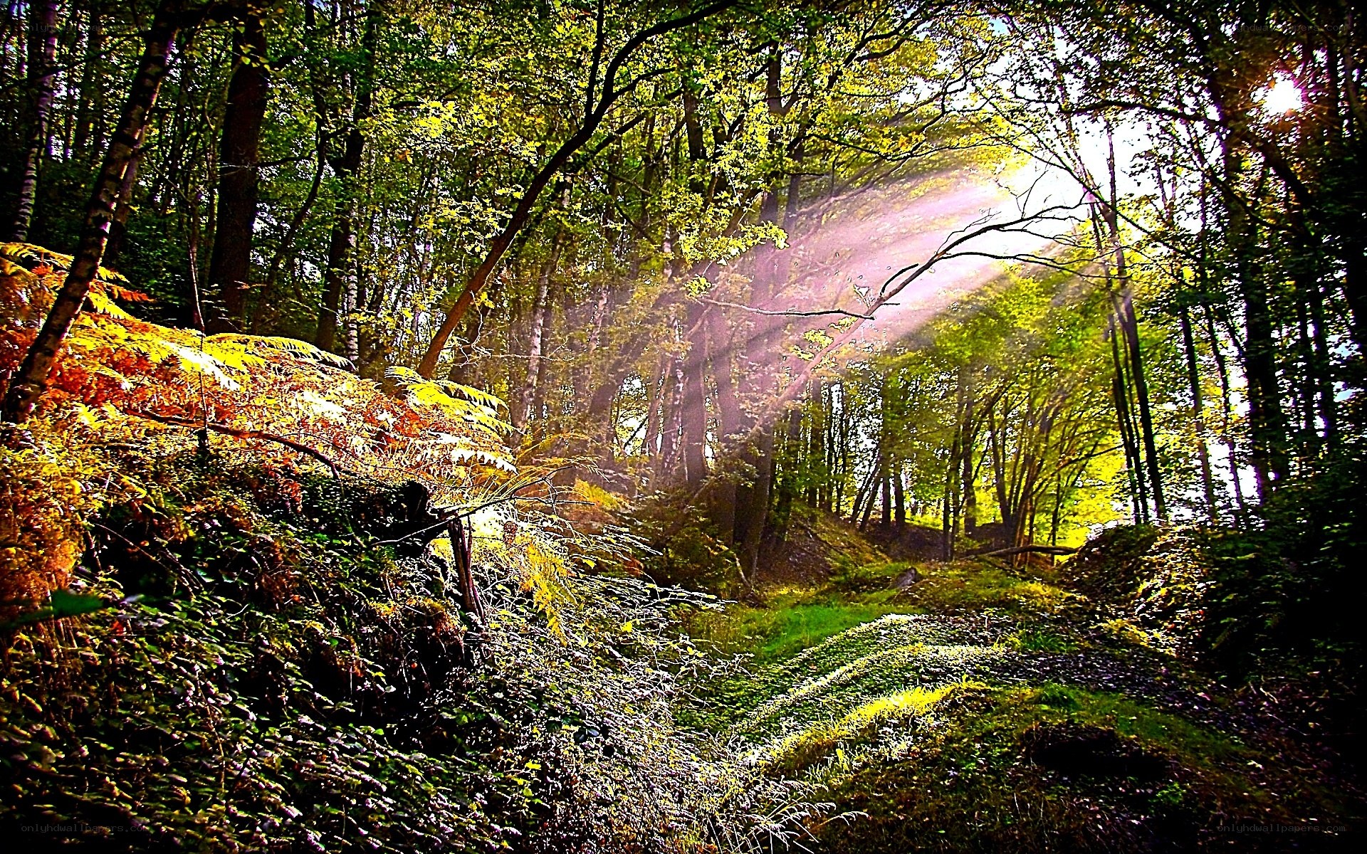 Sunlight through forest canopy