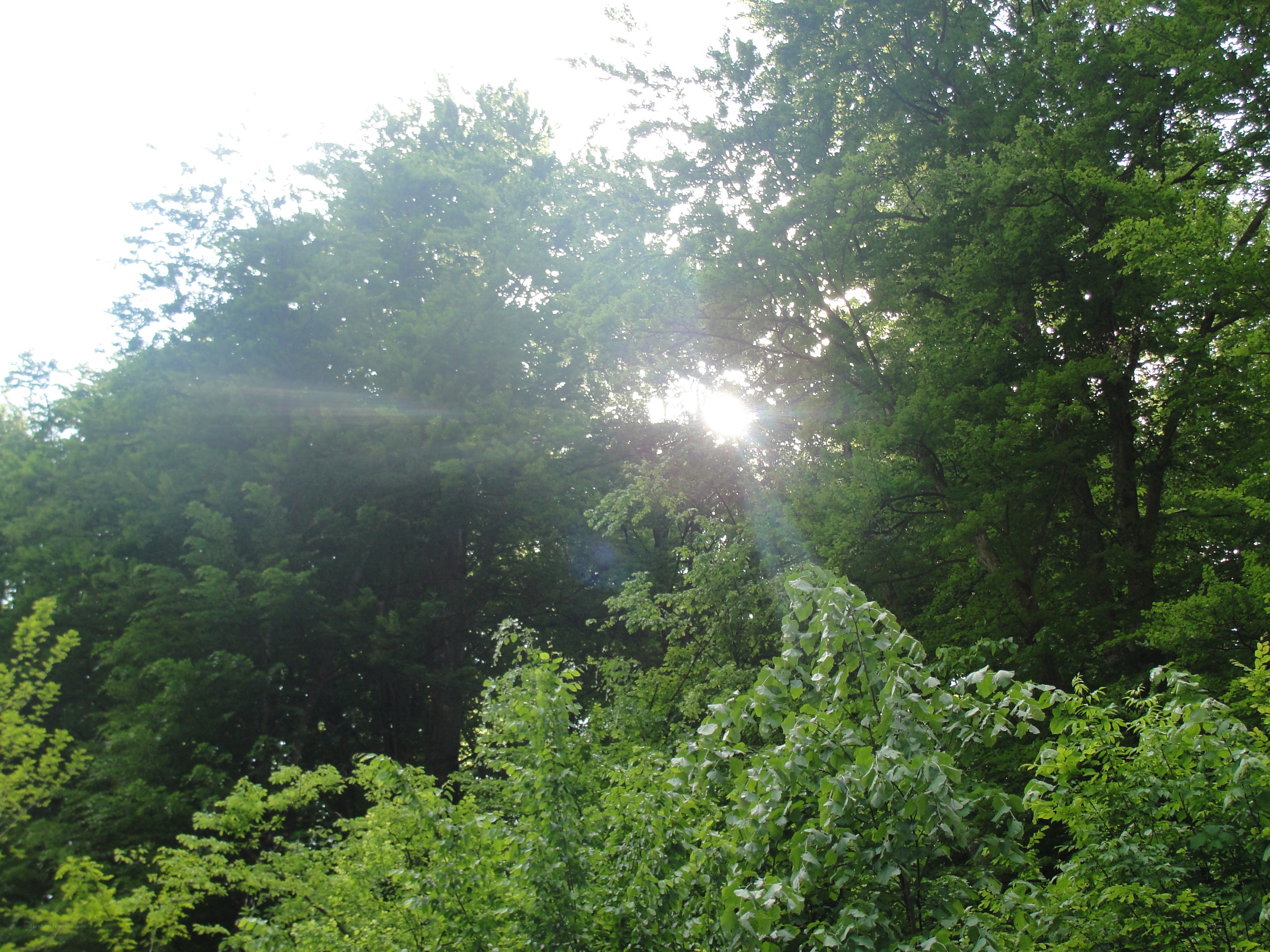 Sunlight through forest canopy