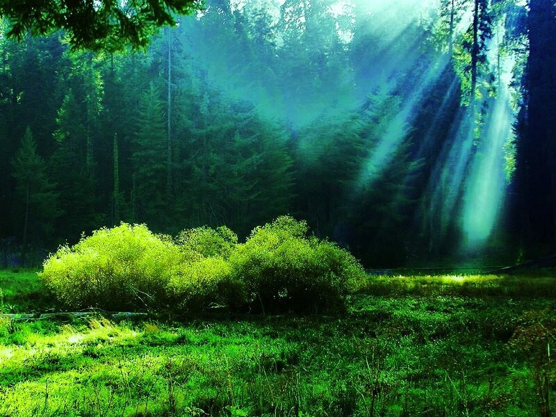 Sunlight through forest canopy