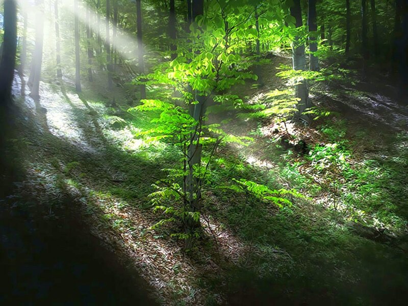 Sunlight through forest canopy