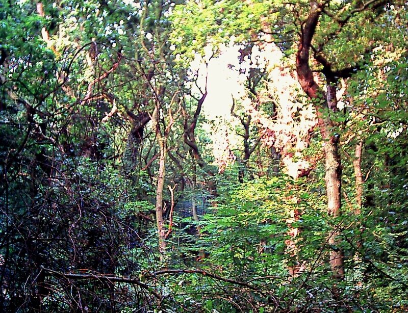 Sunlight through forest canopy