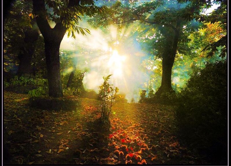 Sunlight through forest canopy