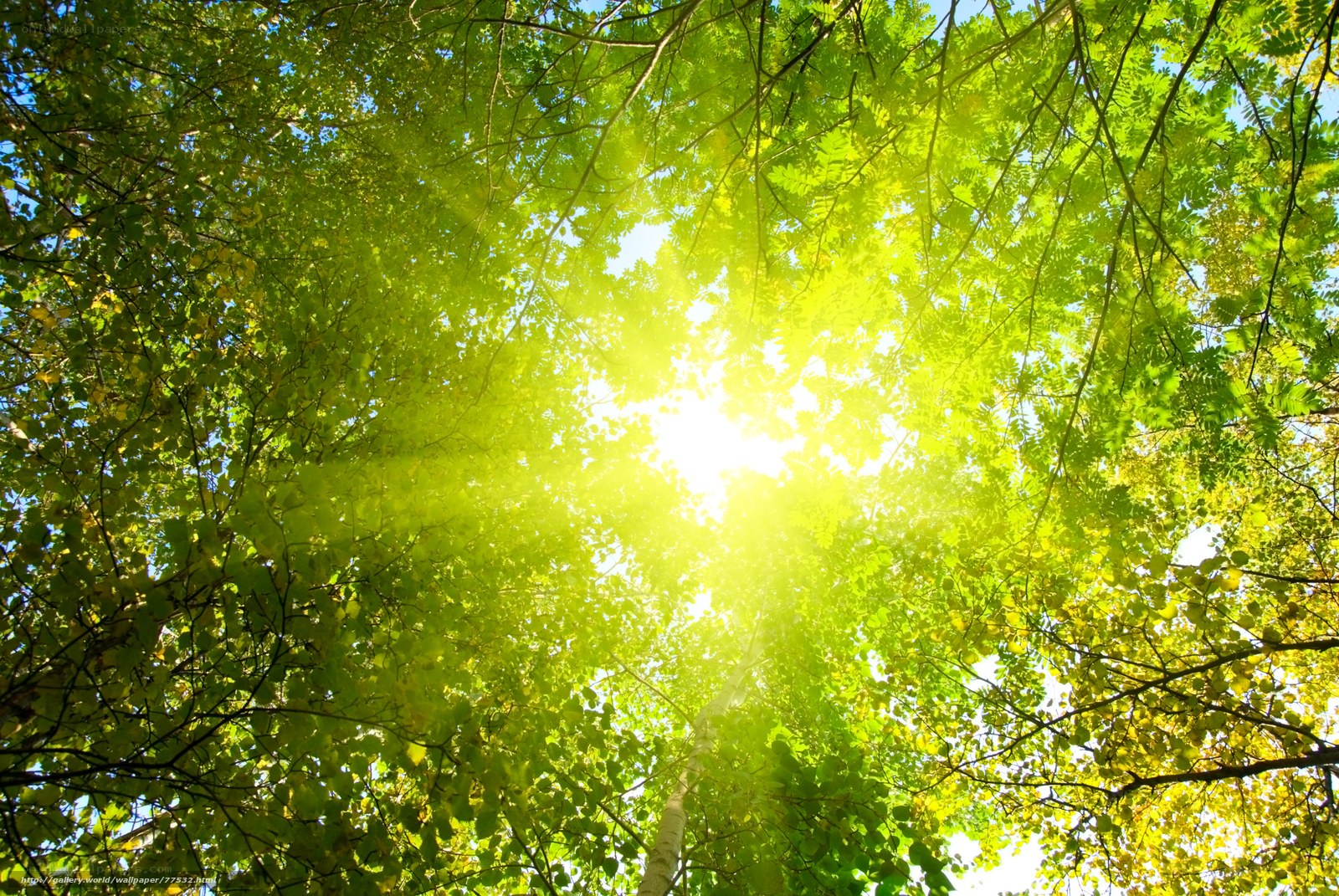 Sunlight through forest canopy