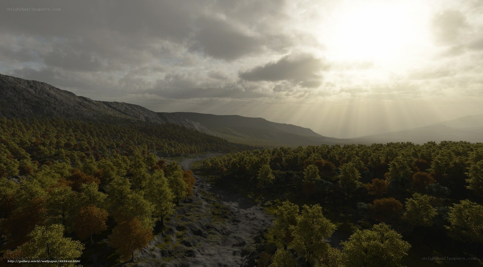 Sunlight through forest canopy
