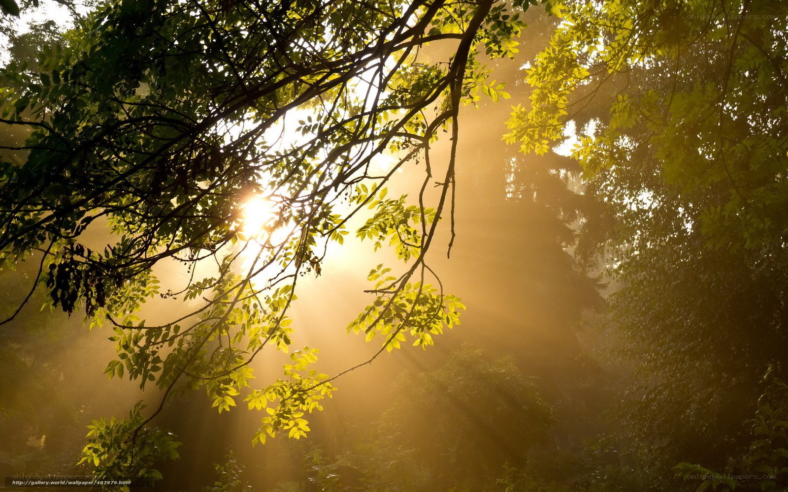 Sunlight through forest canopy