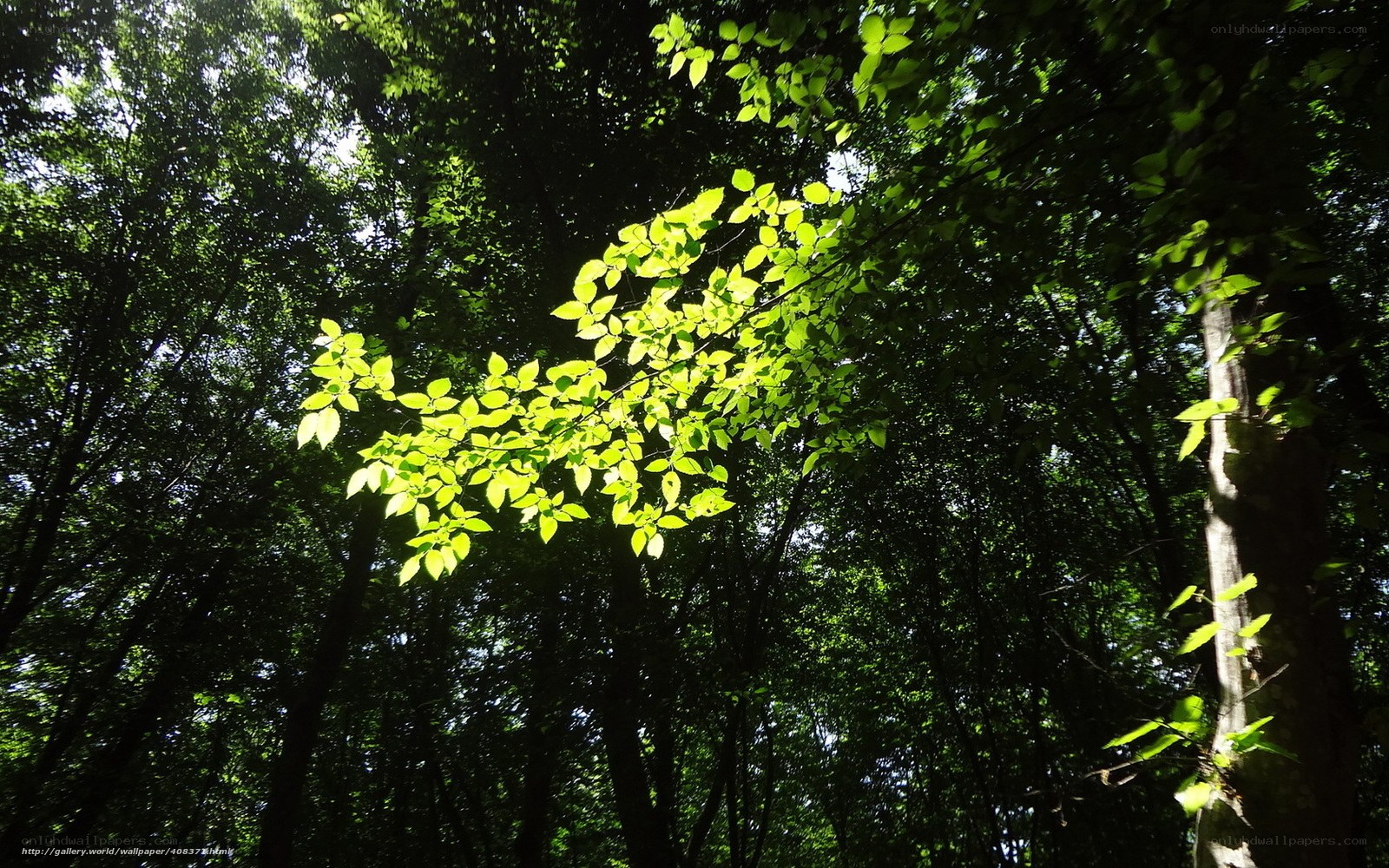 Sunlight through forest canopy